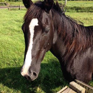 Meet your Posher, Jane
